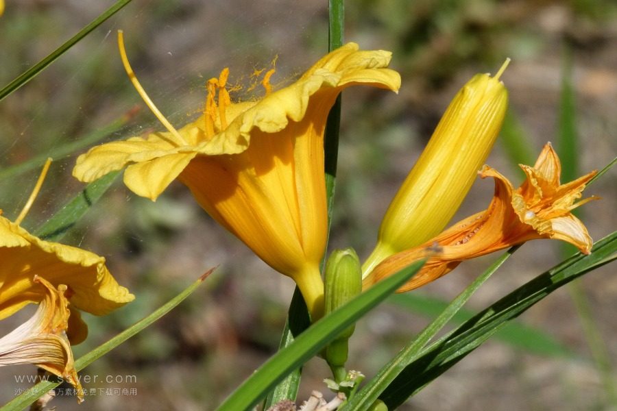 風(fēng)途科技：種植黃花菜需要什么氣候條件？